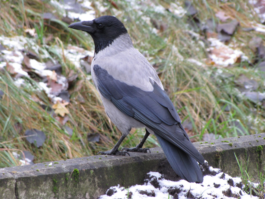 Corvus cornix